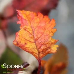 KOJO-NO-MAI ORNAMENTAL CHERRY BUSH -NatureScape Shop DETA6 3931