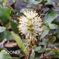 BLUE SHADOW WITCH ALDER -NatureScape Shop DETA6 452