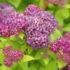 DOUBLE PLAY® DOLLY™ SPIRAEA -NatureScape Shop DETA6 5303