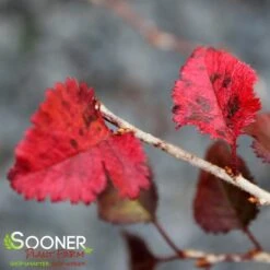 KOJO-NO-MAI ORNAMENTAL CHERRY BUSH -NatureScape Shop DETA7 3931