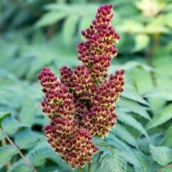 CHERRY ON TOP™ SORBARIA -NatureScape Shop DETA7 5197