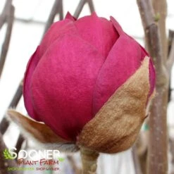 BLACK TULIP® MAGNOLIA 15 BLACK TULIP® MAGNOLIA -NatureScape Shop DETA8 3122