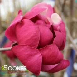 BLACK TULIP® MAGNOLIA 16 BLACK TULIP® MAGNOLIA -NatureScape Shop DETA9 3122