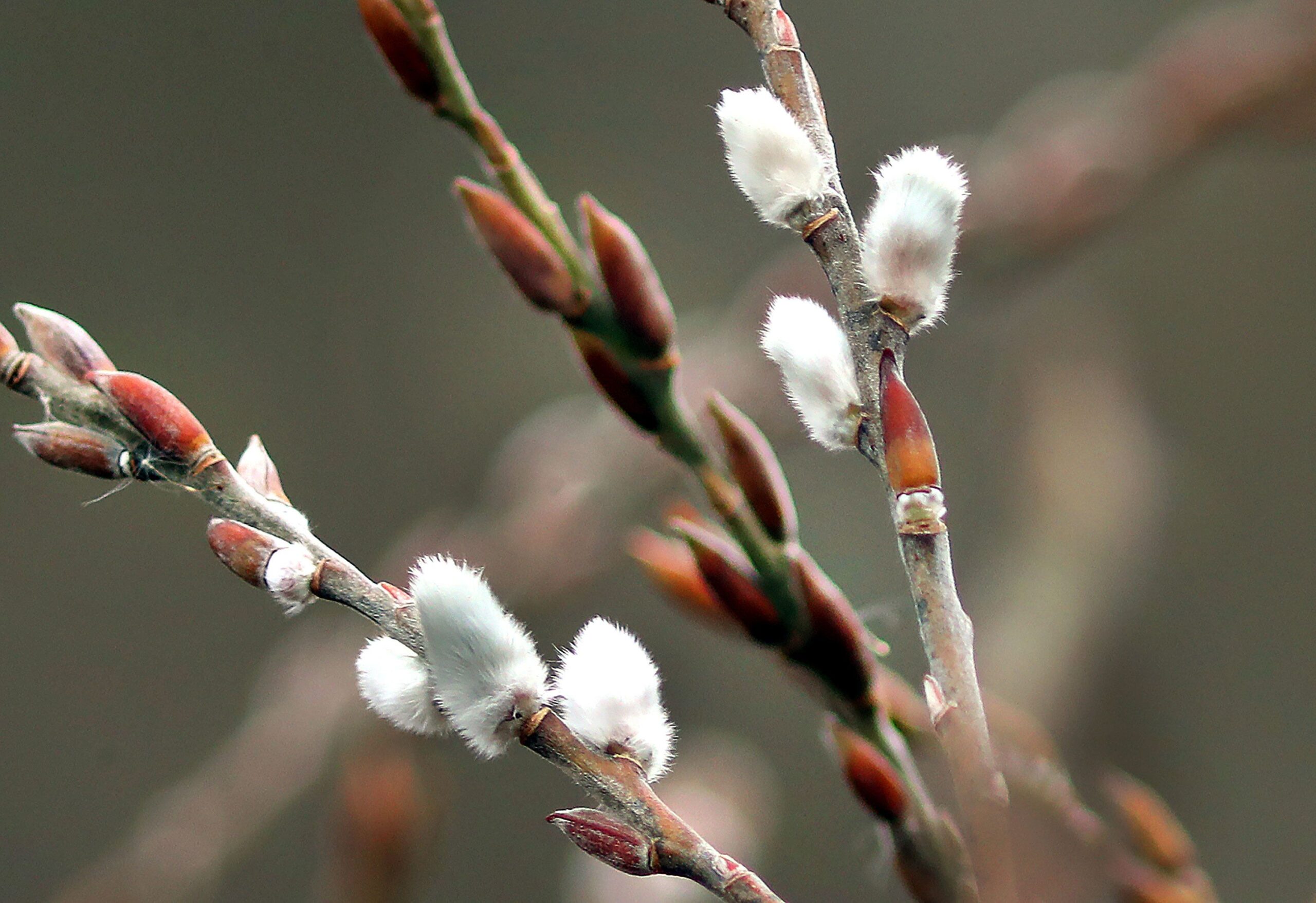 Front Page -NatureScape Shop background24 scaled